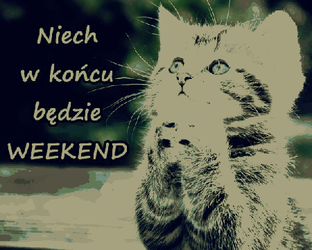 Niech w końcu będzie weekend marzenie kotka